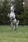 rearing Andalusian Horse