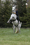 rearing Andalusian Horse
