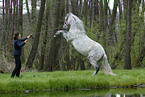 rearing Andalusian Horse