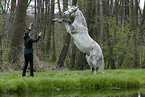 rearing Andalusian Horse