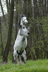rearing Andalusian Horse