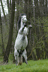 rearing Andalusian Horse