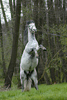 rearing Andalusian Horse