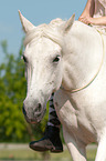 Andalusian horse portrait