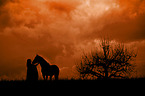 woman and Andalusian Horse