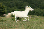 galloping Andalusian horse