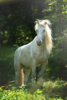 Andalusian horse