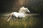 trotting Andalusian horse