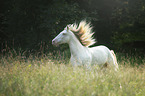 galloping Andalusian horse
