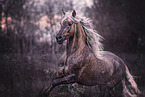 galloping Andalusian Horse