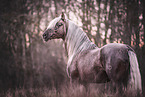 Andalusian Horse Portrait