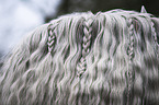 Andalusian Horse