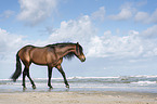 walking Andalusian Horse