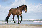 walking Andalusian Horse