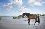 walking Andalusian Horse