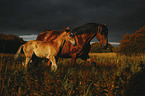 trotting  Andalusian Horses