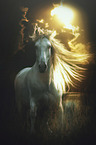 Andalusian Horse
