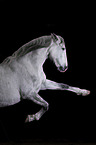 Andalusian Horse
