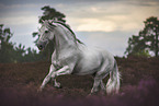 Andalusian horse