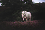 Andalusian horse