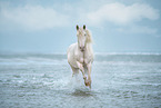 Andalusian