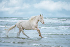 Andalusian