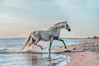 Andalusian
