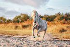 Andalusian