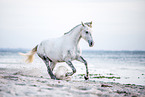 Andalusian