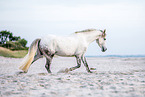 Andalusian