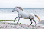 Andalusian