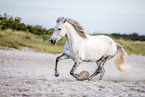 Andalusian