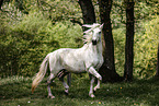 Andalusian