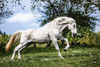 Andalusian