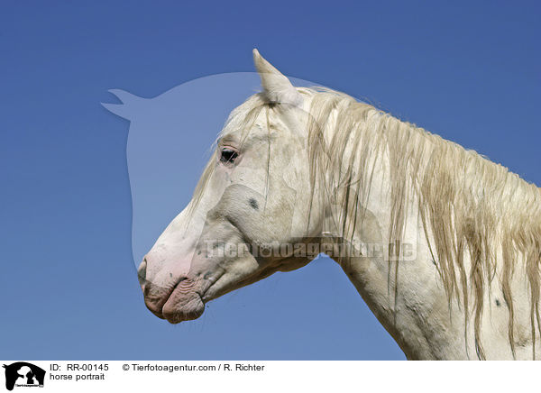 Appaloosa Portrait / horse portrait / RR-00145