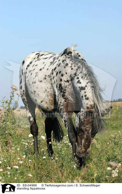 stehender Appaloosa / standing Appaloosa / SS-04966