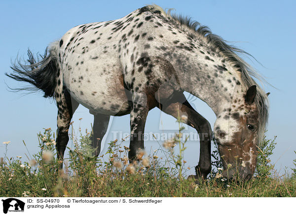 grasender Appaloosa / grazing Appaloosa / SS-04970