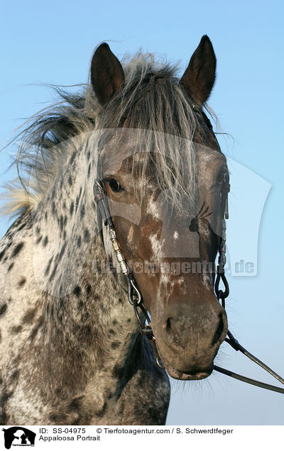 Appaloosa Portrait / Appaloosa Portrait / SS-04975