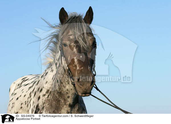 Appaloosa Portrait / Appaloosa Portrait / SS-04976