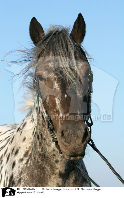 Appaloosa Portrait / Appaloosa Portrait / SS-04978