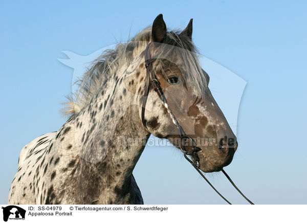 Appaloosa Portrait / Appaloosa Portrait / SS-04979