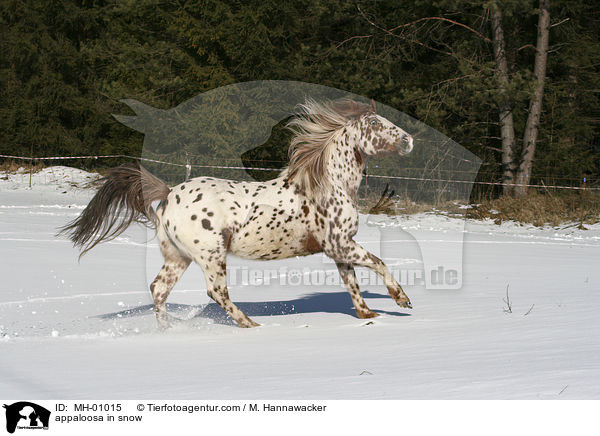 appaloosa in snow / MH-01015