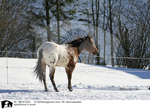 Appaloosa im Schnee / appaloosa in snow / MH-01023