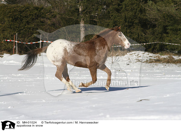 appaloosa in snow / MH-01024