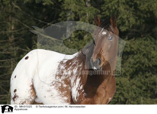 Appaloosa / Appaloosa / MH-01025