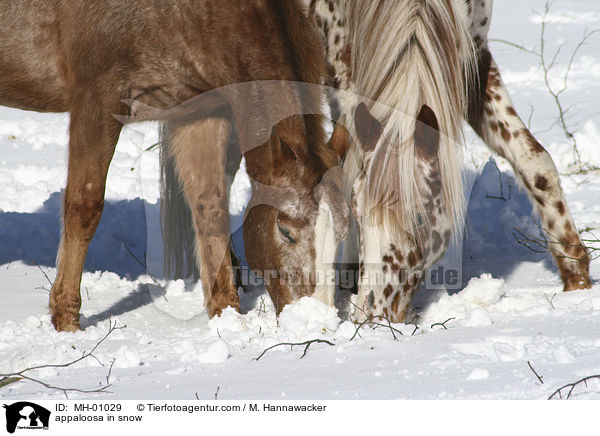 appaloosa in snow / MH-01029