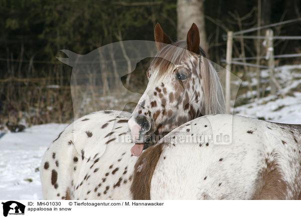 appaloosa in snow / MH-01030