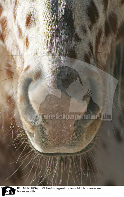 Pferdemaul / horse mouth / MH-01034