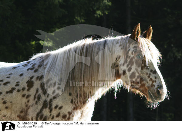 Appaloosa Portrait / MH-01039