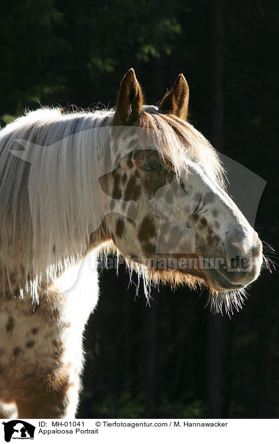 Appaloosa Portrait / MH-01041